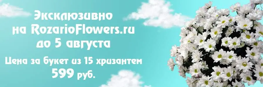 Букет Ромашки, фронтальный вид, на белом фоне