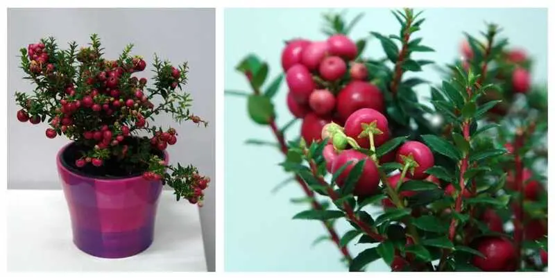 Пернетия Рэд  Д15 