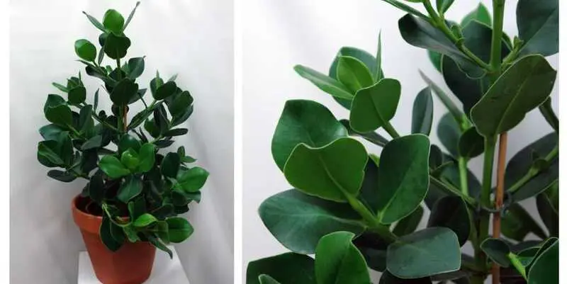 Клузия Росеа Принцесс Д21 Н80