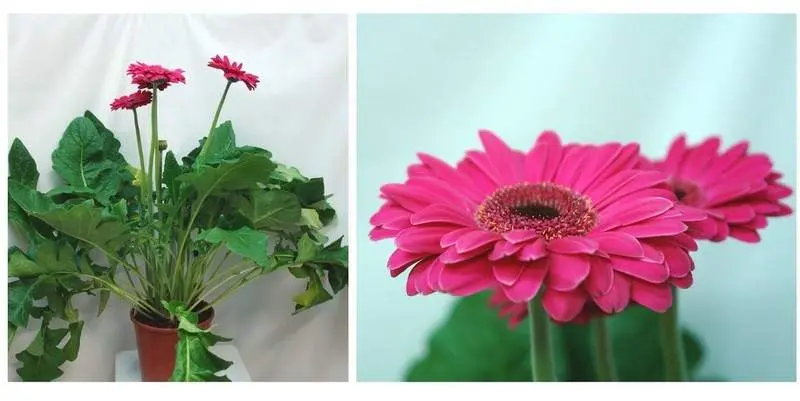 Гербера Д19 Н65