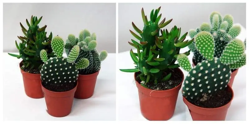 Опунция Д5 Н14