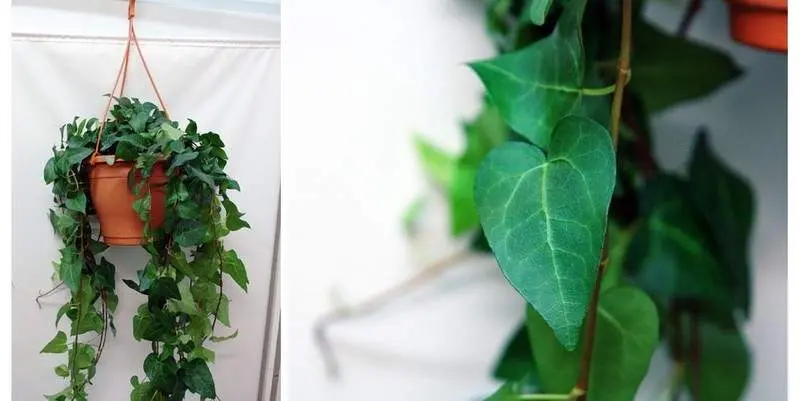 Хедера Феликс Майн Херц Д19 Н80