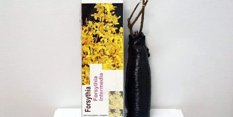 Растение открытого грунта Саженец Форзиция