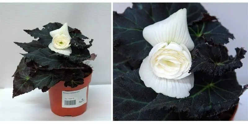 Бегония Клубневая Д10