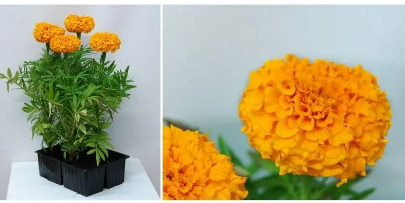 Растение открытого грунта Бархатцы