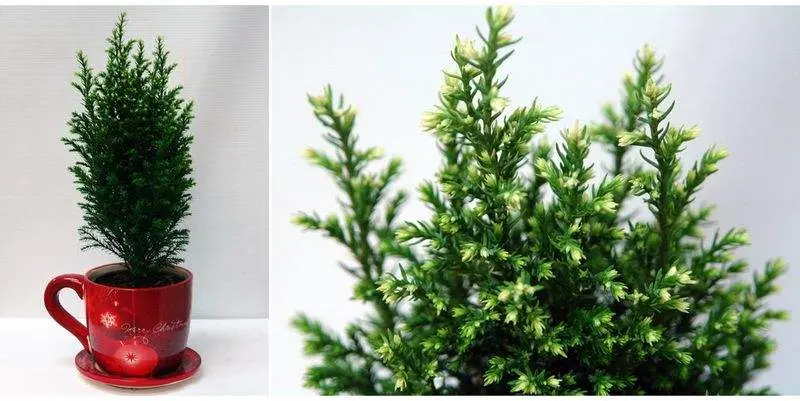 Декоративный Хамаекипарис Сноу Вайт