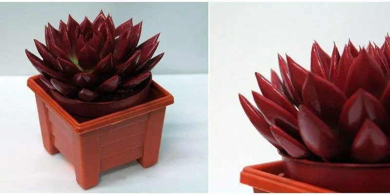 Эхеверия Агавоидес Д10 Н15