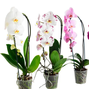 Орхидея Фаленопсис